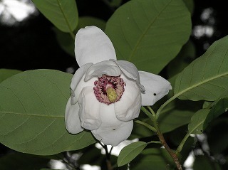 2005.5.27-2オオヤマレンゲP5270136.jpg