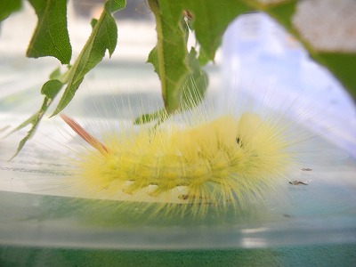 なんてオシャレさん 神戸市立森林植物園のブログ