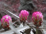 DSC05573.jpg