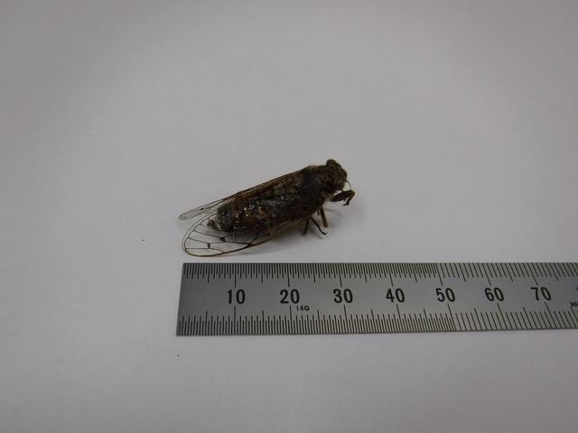 DSCF0553.jpg