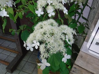 DSCF0678.jpg