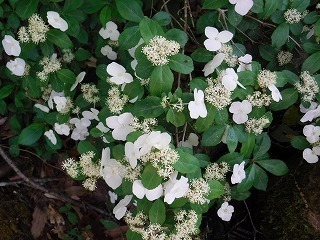 DSCF0689.jpg