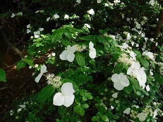 DSCF0690.jpg
