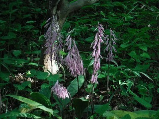 DSCF0692.jpg