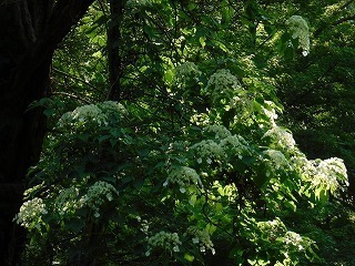 DSCF0699.jpg