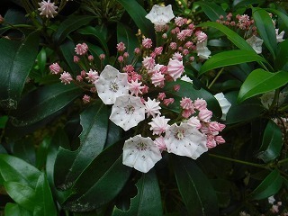 DSCF0700.jpg