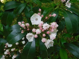 DSCF0701.jpg