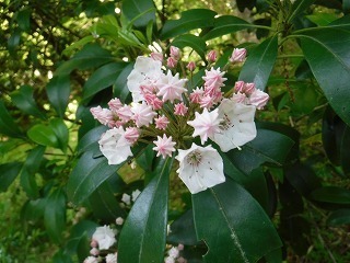 DSCF0702.jpg