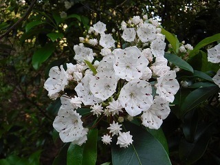 DSCF0703.jpg