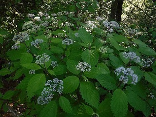 DSCF0704.jpg