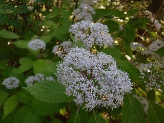 DSCF0705.jpg