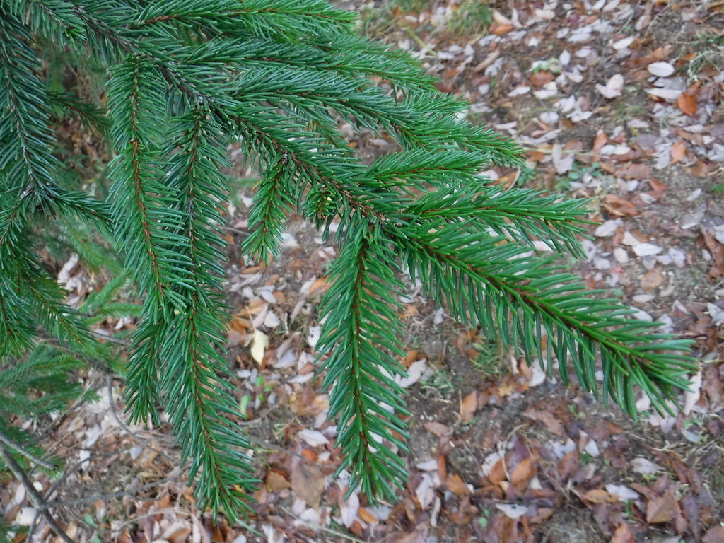 クリスマスの木を見にいこう 神戸市立森林植物園のブログ