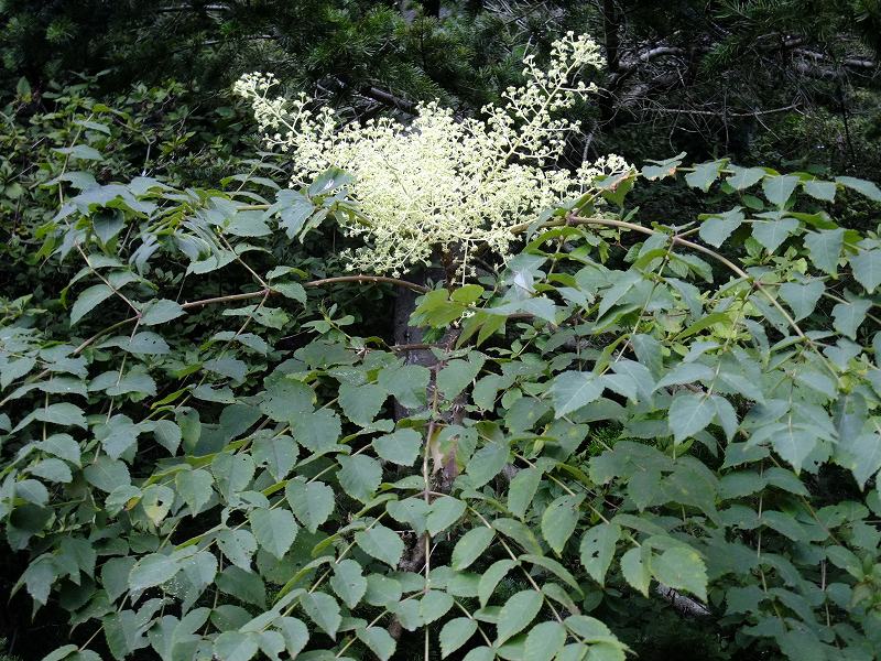 タラノキの葉 神戸市立森林植物園のブログ