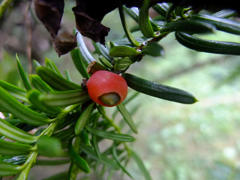 赤い実いろいろ 神戸市立森林植物園のブログ