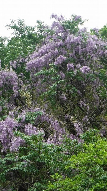 DSCF5193.jpg