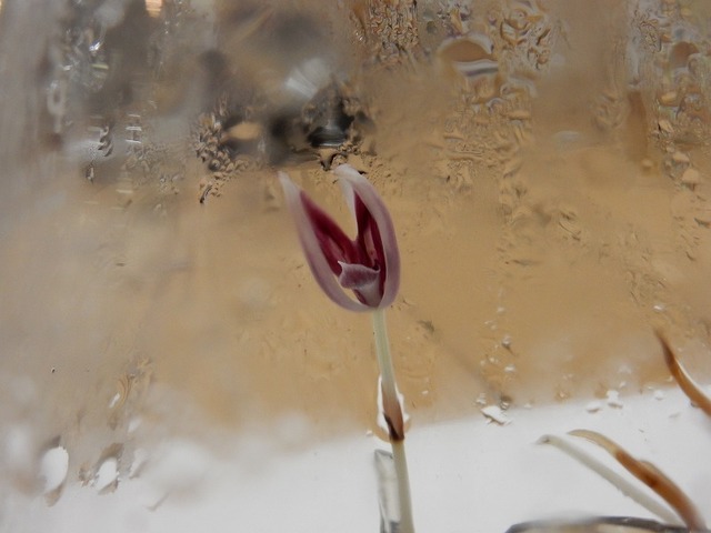 DSCN0513.jpg
