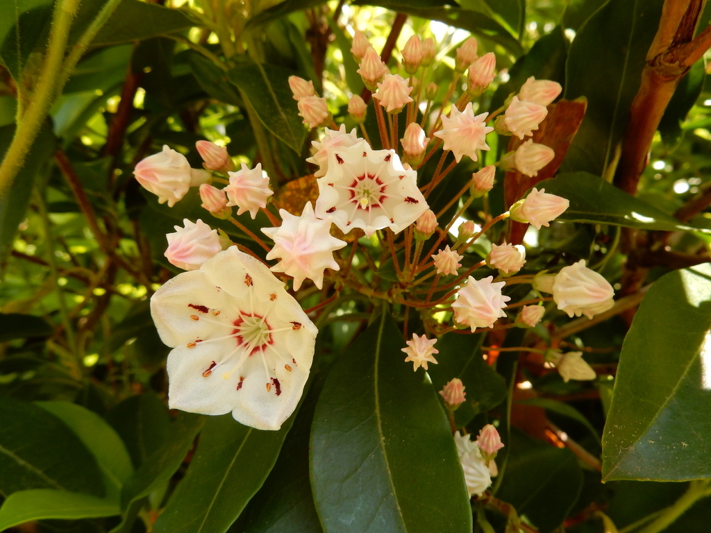カルミア 西洋シャクナゲが咲いています 神戸市立森林植物園のブログ