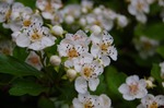 DSC_0034.jpg