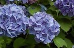 DSC_0470.jpg