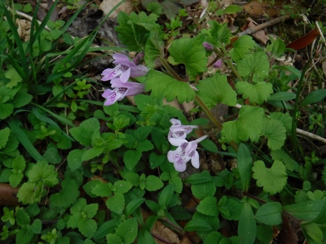 カキドオシ (2).jpg
