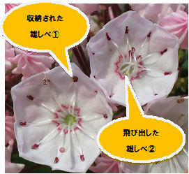 カルミア.jpg
