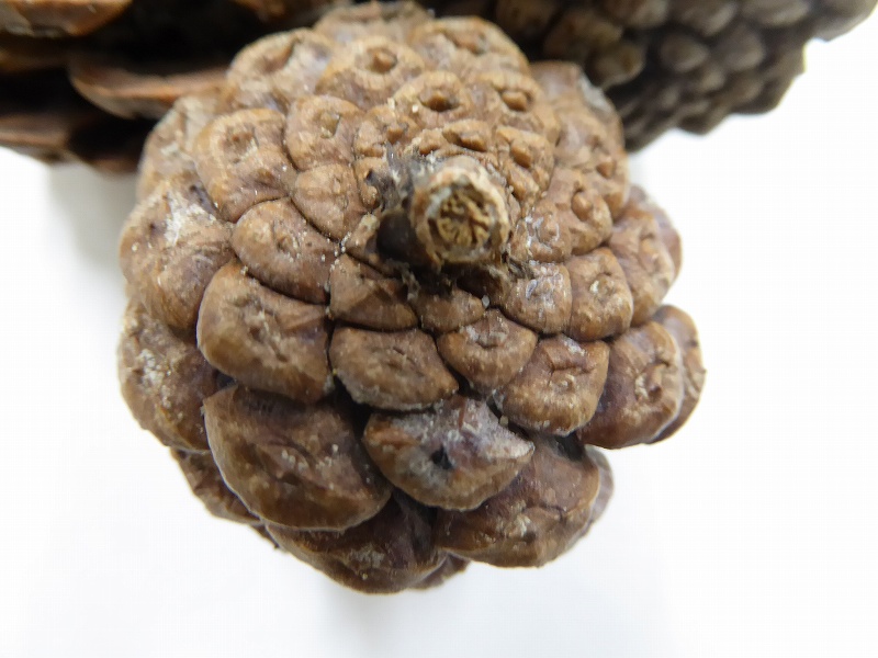 松ぼっくり図鑑その３ 神戸市立森林植物園のブログ