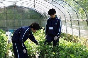 gCuO (16).jpg