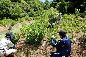 gCuO (18).jpg