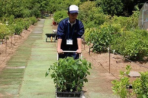 gCuO (19).jpg