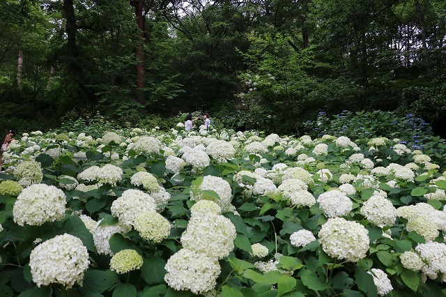 白い紫陽花 アナベル見ごろです 神戸市立森林植物園のブログ