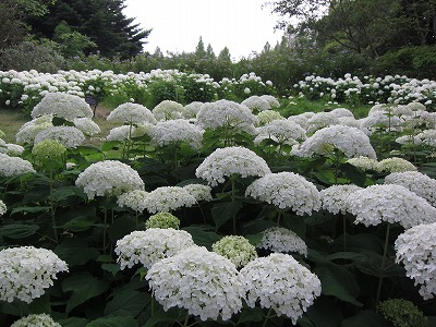 白いあじさい アナベル満開 神戸市立森林植物園のブログ