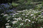 IMG_4238.jpg
