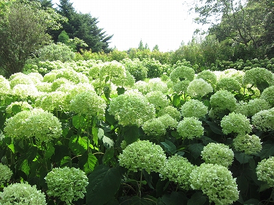 グリーンアナベル 神戸市立森林植物園のブログ