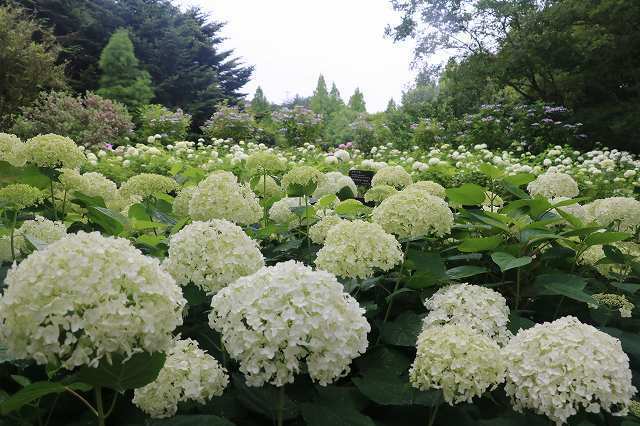白い紫陽花 アナベル見ごろです 神戸市立森林植物園のブログ