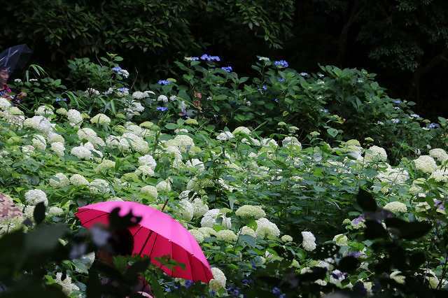 白い紫陽花 アナベル見ごろです 神戸市立森林植物園のブログ