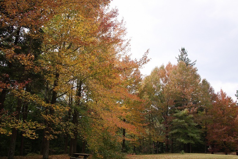 シアトルの森の紅葉が見ごろ 神戸市立森林植物園のブログ