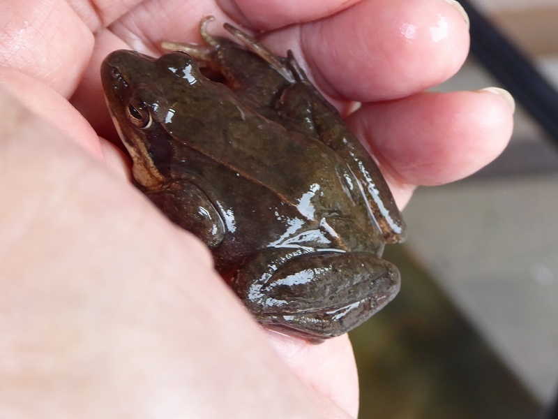 カエルの産卵 神戸市立森林植物園のブログ