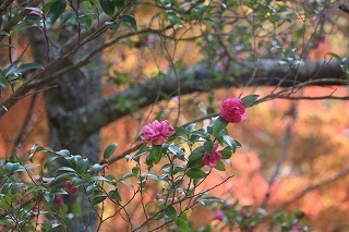 s-171117 (13)TUJƃCn~W.jpg