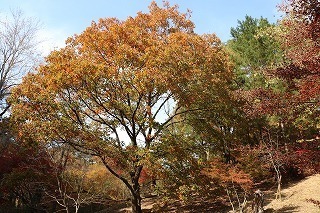 s-171117 (133)Ri̍gt.jpg