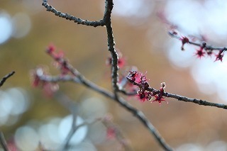 s-171124 (5)}omL.jpg