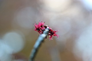 s-171124 (7)}omL.jpg