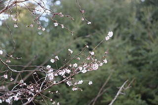 s-1712072 (24)WEKcUN.jpg