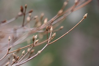 s-180115~ (18)Rom~coccW.jpg