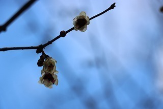 s-180126 (7).jpg