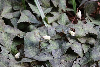 s-180222 (8)LC`Q.jpg