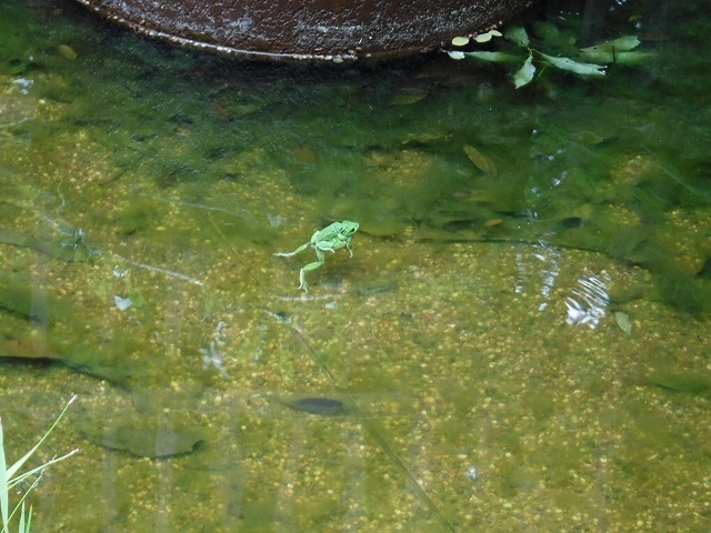 s-DSCF8625.jpg