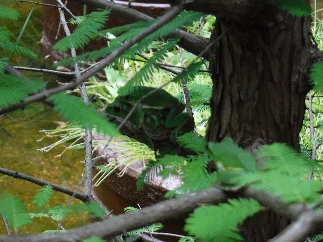 s-DSCF8645.jpg