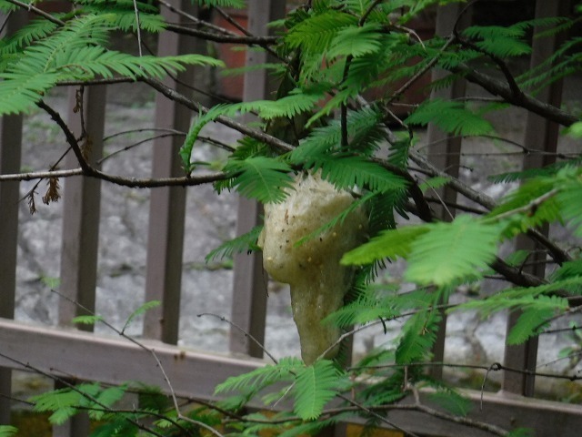 s-DSCF8648.jpg