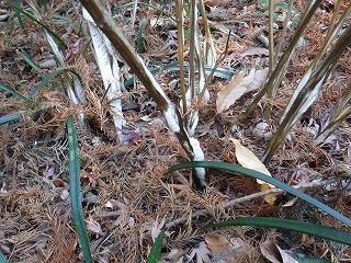s-DSCF9495.jpg
