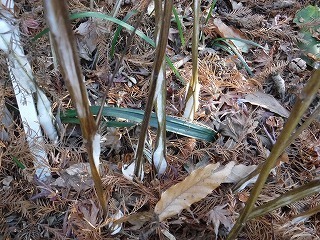 s-DSCF9496.jpg